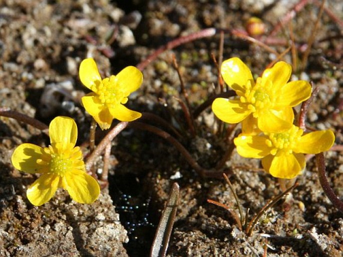 RANUNCULUS REPTANS L. - pryskyřník kořenující / iskerník zakoreňujúci