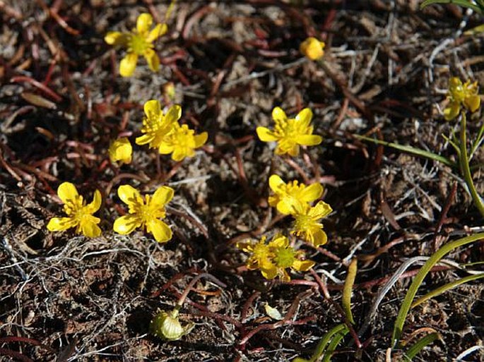 Ranunculus reptans