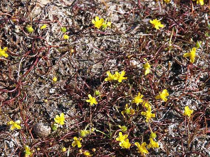 Ranunculus reptans