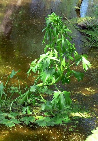 Ranunculus sceleratus