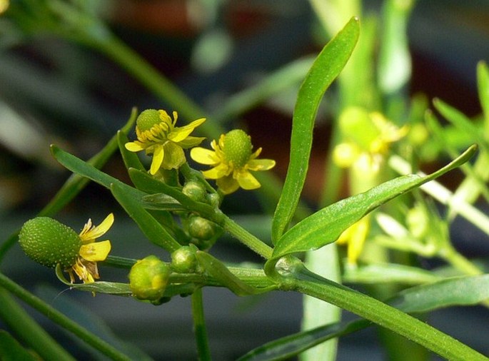 Ranunculus sceleratus