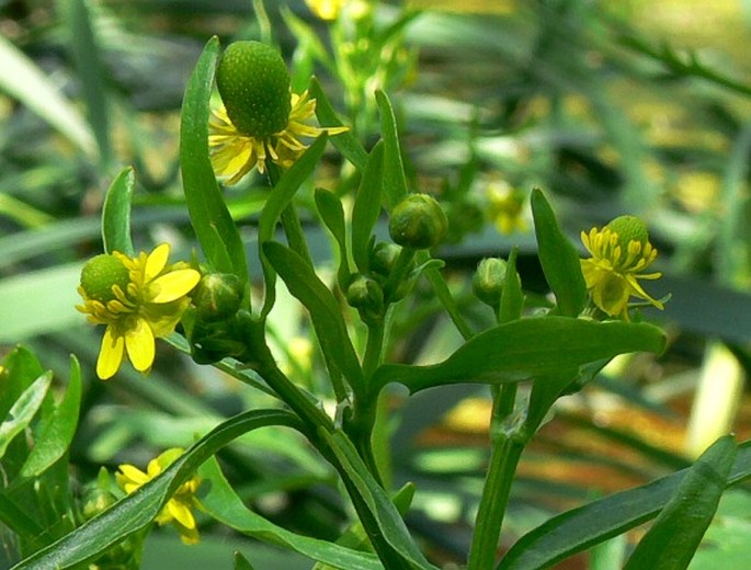 Ranunculus sceleratus