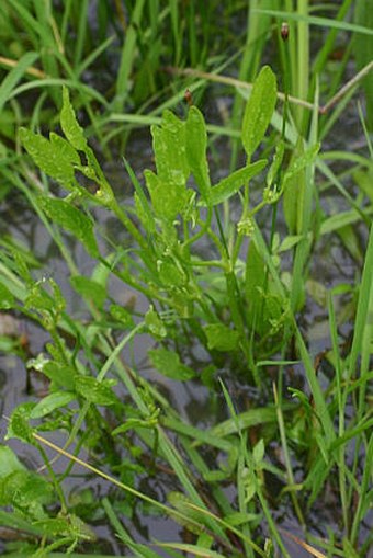 Ranunculus lateriflorus