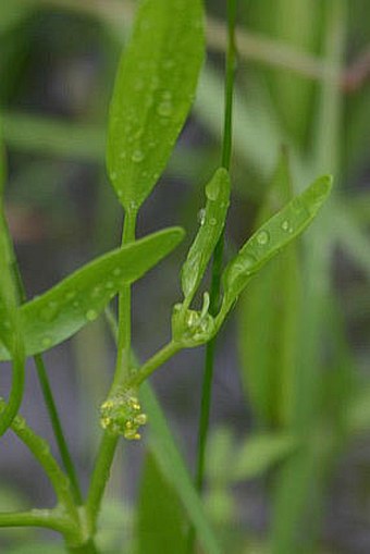 Ranunculus lateriflorus