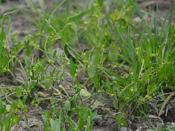 Ranunculus lateriflorus