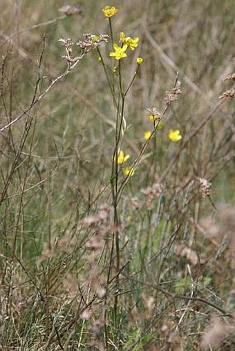 Ranunculus pedatus