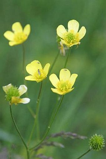 Ranunculus pedatus