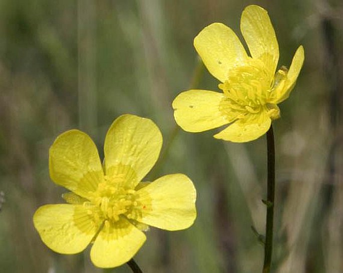 RANUNCULUS PEDATUS Waldst. et Kit. – pryskyřník znožený / iskerník odnožený