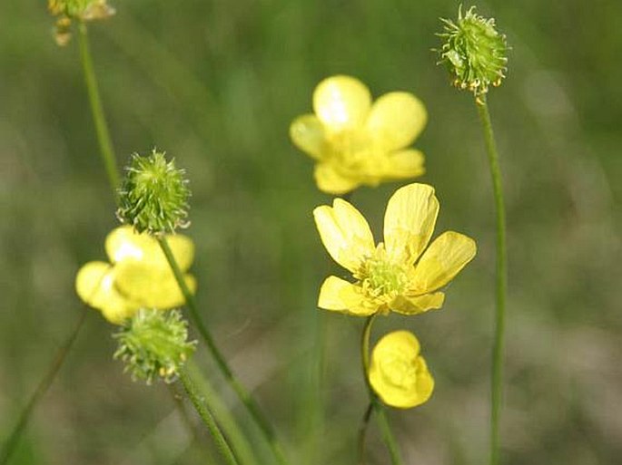 Ranunculus pedatus