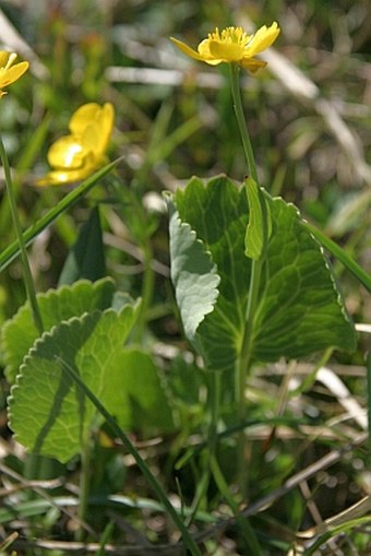 Ranunculus thora