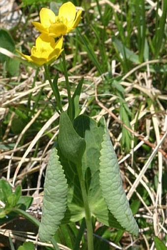 Ranunculus thora