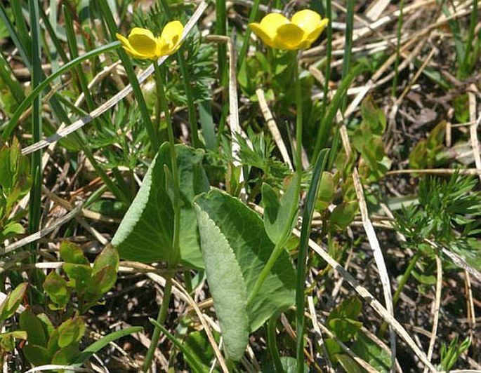 RANUNCULUS THORA L. - pryskyřník ledvinitý / iskerník obličkolistý