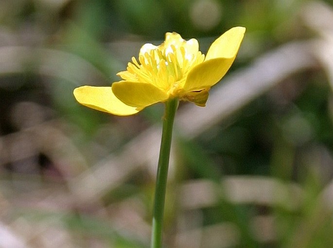 Ranunculus thora