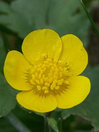 Ranunculus repens