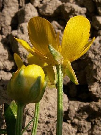 Ranunculus repens