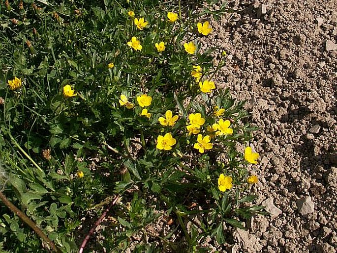 Ranunculus repens