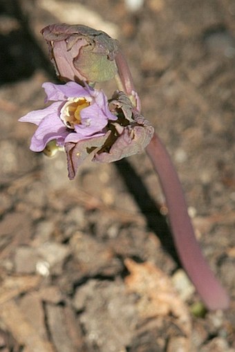 Ranzania japonica