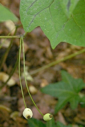 Ranzania japonica