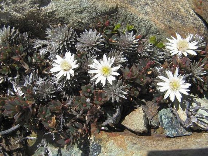 Raoulia grandiflora