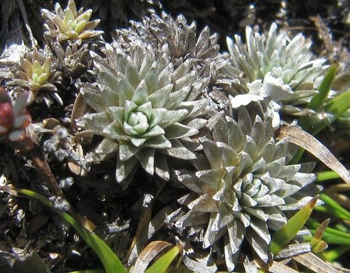 Raoulia grandiflora