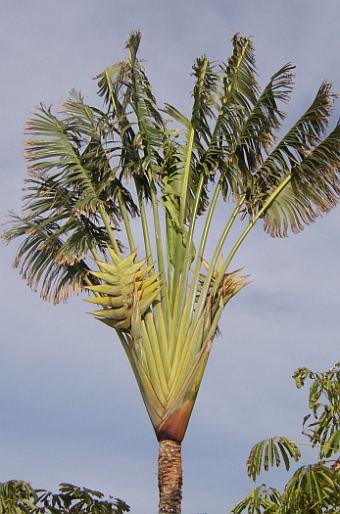 Ravenala madagascariensis