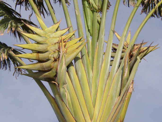 Ravenala madagascariensis