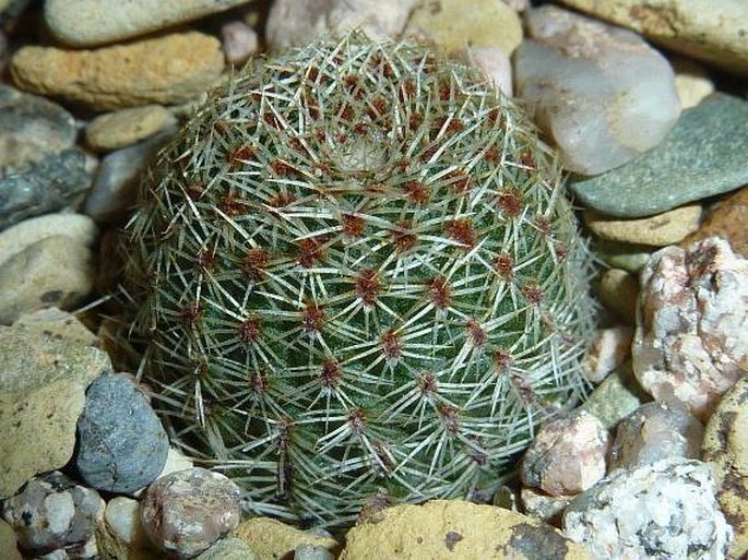 Rebutia heliosa subsp. teresae