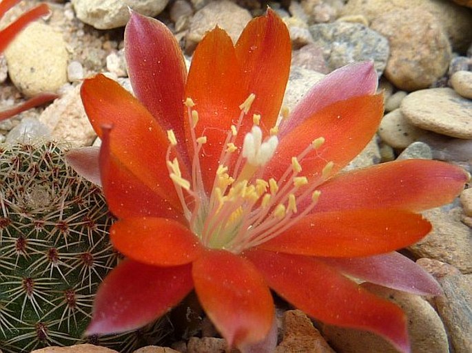 Rebutia heliosa subsp. teresae