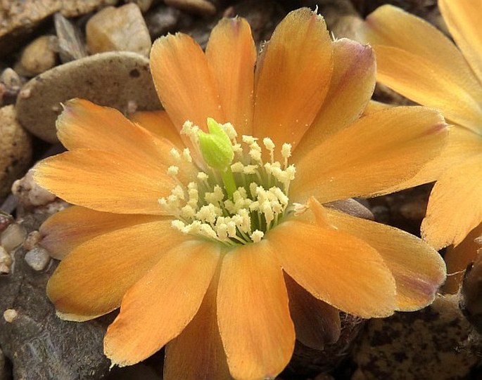 Rebutia minor