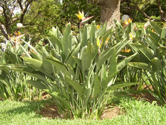 Strelitzia reginae