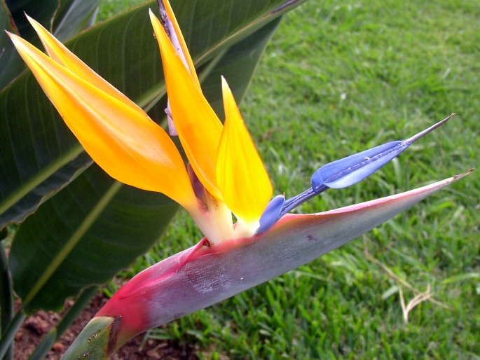 Strelitzia reginae