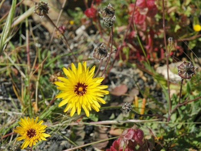 Reichardia tingitana