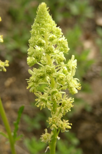 Reseda lutea