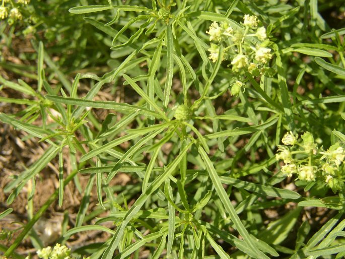 Reseda lutea