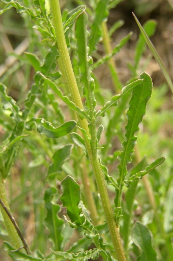 Reseda lutea