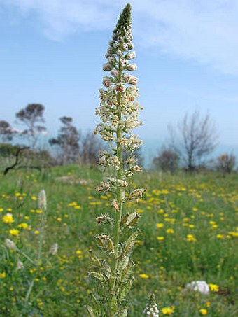 Reseda alba