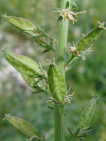 Reseda alba