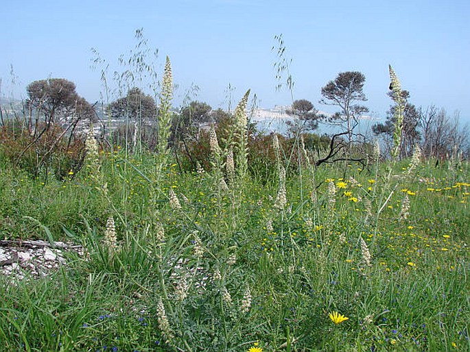 RESEDA ALBA L. – rýt bílý / rezeda biela