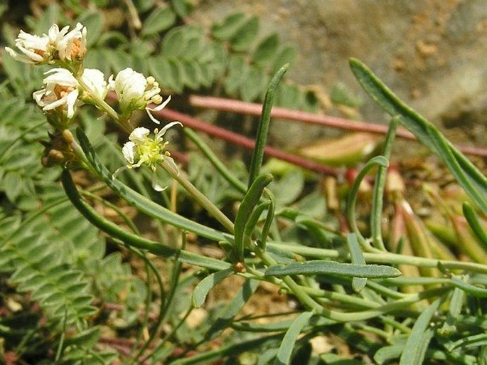 RESEDA GLAUCA L. – rýt / rezeda