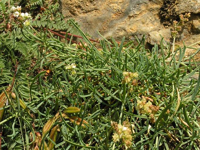 Reseda glauca