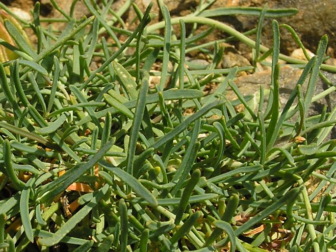 Reseda glauca