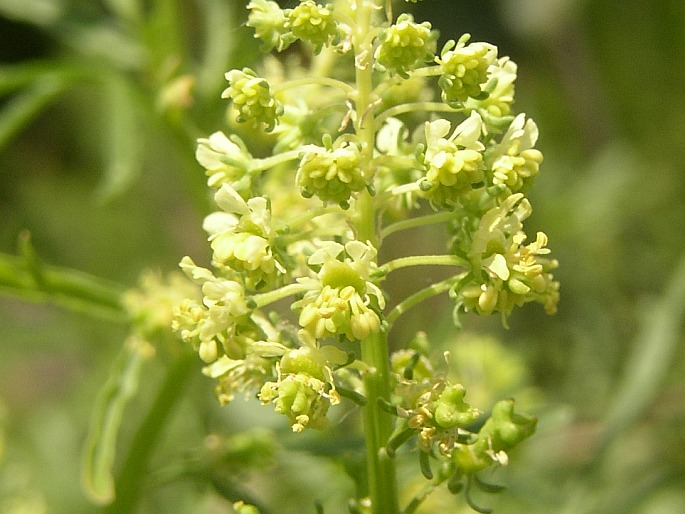 Reseda lutea