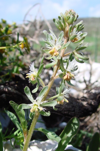 Reseda phyteuma