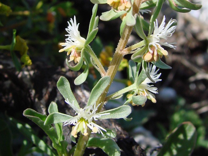 Reseda phyteuma