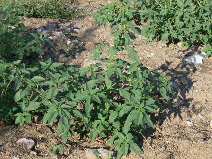 Amaranthus retroflexus