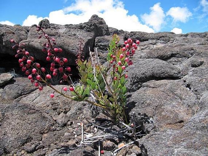 Agarista buxifolia