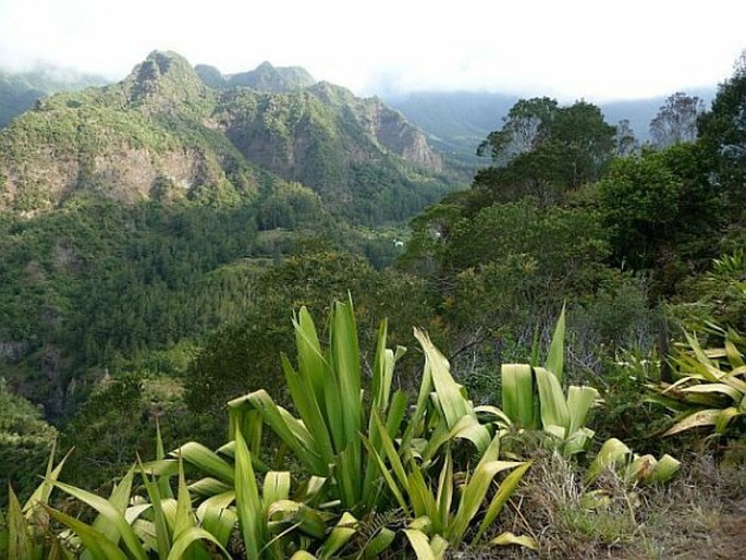 Réunion