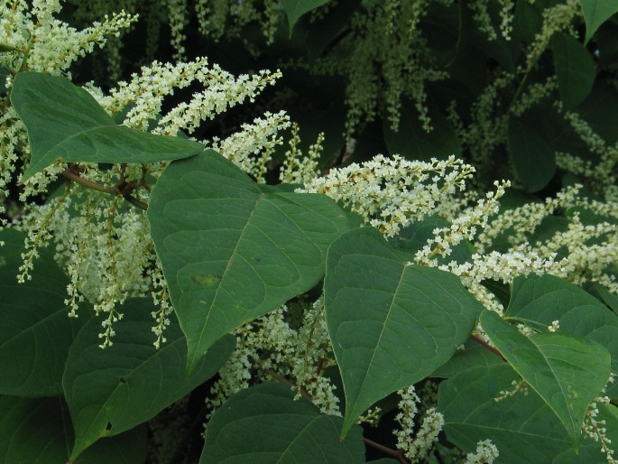 REYNOUTRIA JAPONICA Houtt - křídlatka japonská / pohánkovec japonský