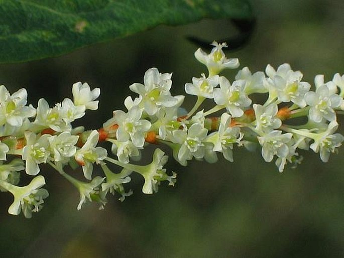 Reynoutria japonica