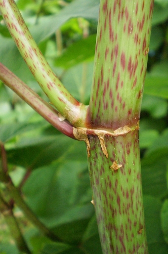 Reynoutria × bohemica